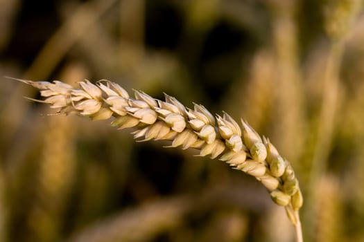 Cereal grain,wheat and ears of corn