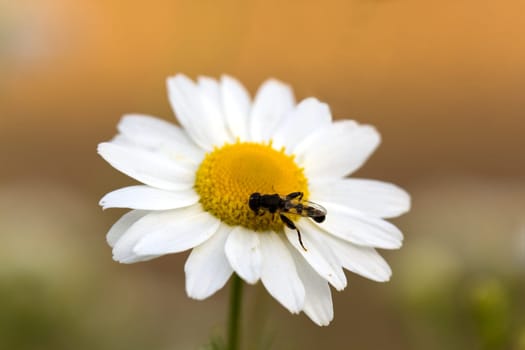 Young daisies in summer,close-up
