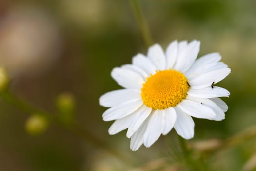 Young daisies in summer,close-up