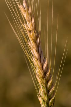 Cereal grain,wheat and ears of corn