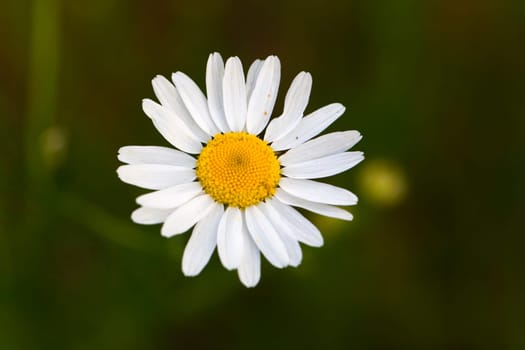Young daisies in summer,close-up