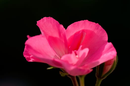 Pink Hydrangea on Black
