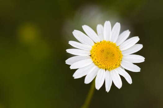 Young daisies in summer,close-up