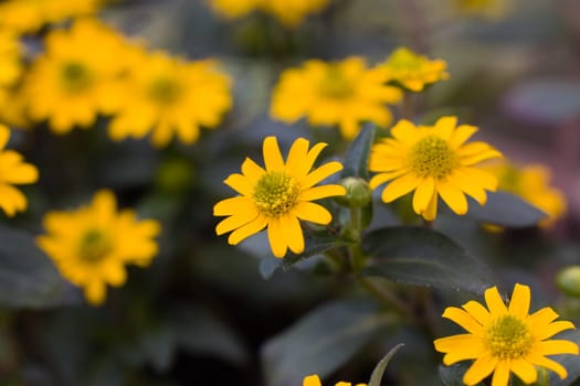 Yellow Marigold