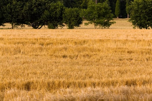 Cereal grain,wheat and ears of corn