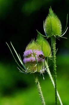 Wild cardoon