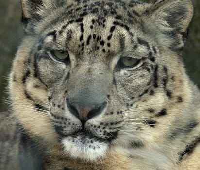 Snow leopard