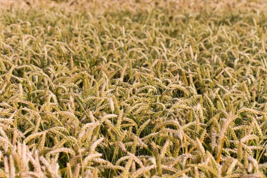 Cereal grain,wheat and ears of corn