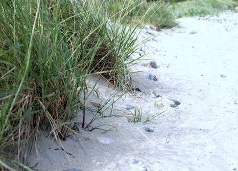 Dune grass