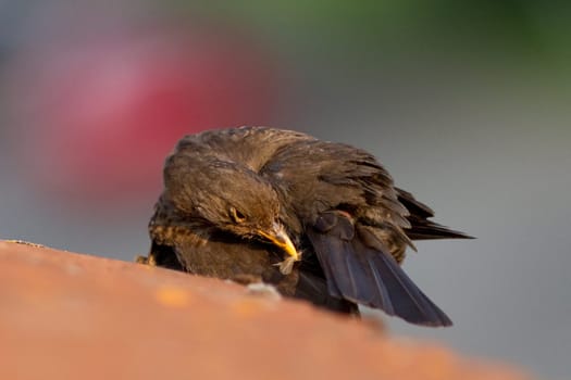 Blackbird on the roof