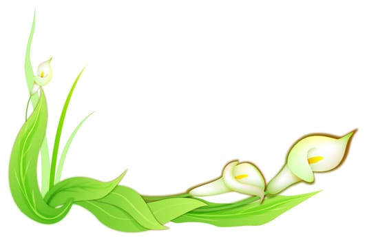 calla flower
