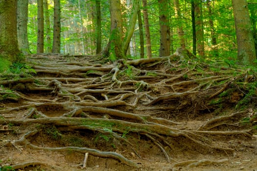 Root Path