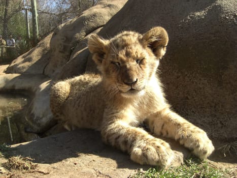 Lion cub