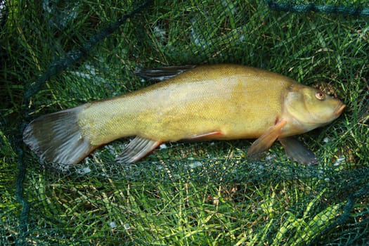 Tench - Tinca tinca