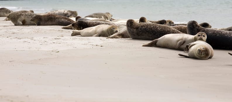 Seal family