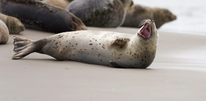 lying on the beach