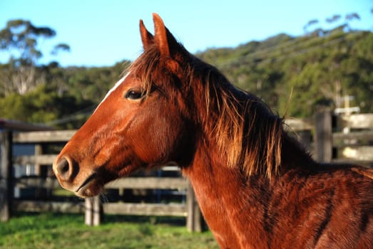 Quarterhorse Yearling,Portrait