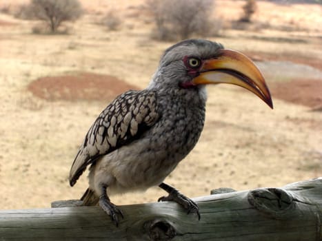 Yellow-billed okko