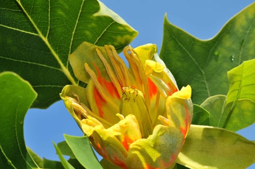 Blossom of a tulip tree ( Liriodendron-tulipifera )