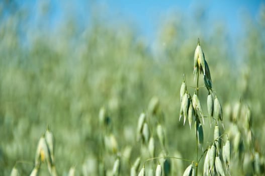 Oats,Avena sativa