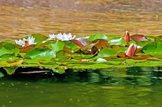 Water lilies
