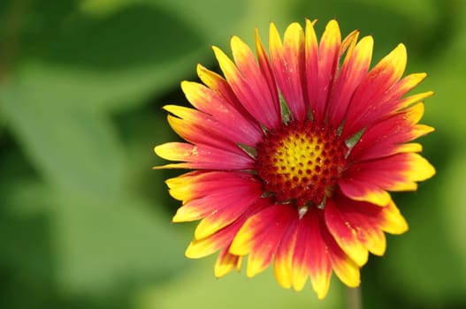 Cockade flower,Gaillardia aristata