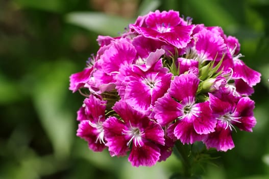 Dianthus barbatus,bearded carnation