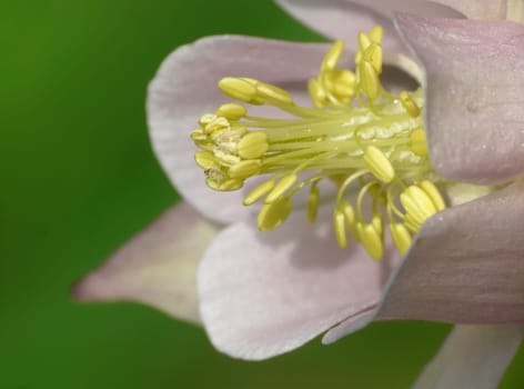 columbine,Aquilegia vulgaris