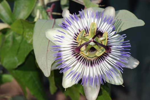 passionflower,Passiflora