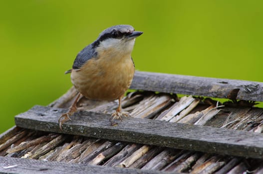 Nuthatch,Sitta europaea