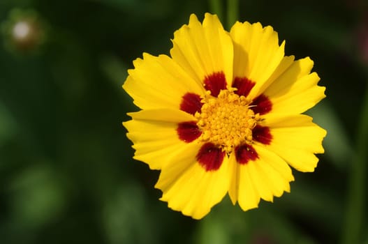 Girl's Eyes,Coreopsis