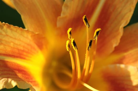daylily,Hemerocallis