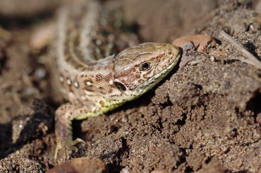 Wall lizard