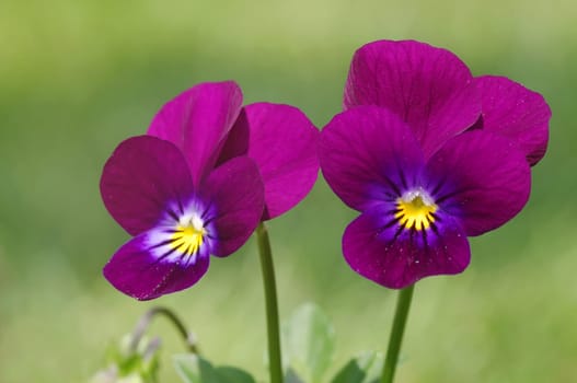 Horned violet,wild pansy
