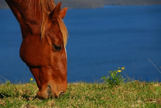 Horse portrait eating with lake view