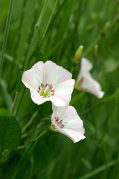 dtsch.: bindweed French: Liseron des Champs Italian: vilucchio comune Field Bindweed poln. Powój polny