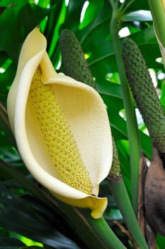 Close up of Philodendron flower