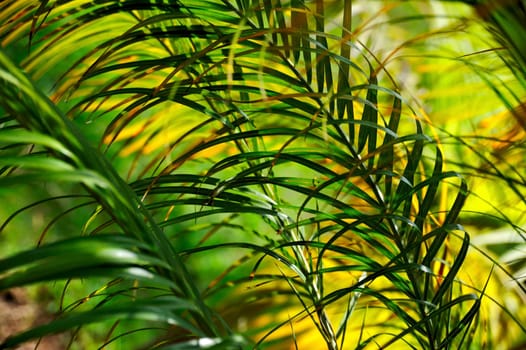 Palm tree leaves Neodypsis - abstract background