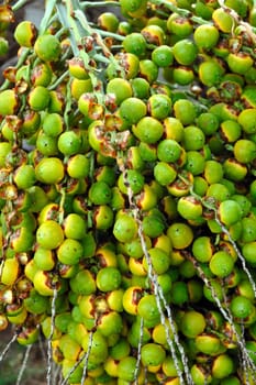 Palm tree fruit - Neodypsis botanical garden Funchal, Madeira