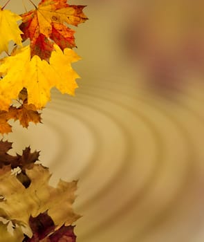 Autumn leaves