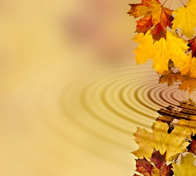 Autumn leaves