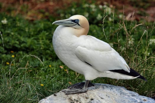 Gannet