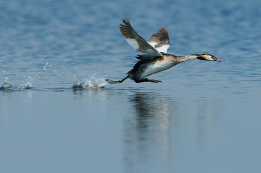Great crested grebe in flight