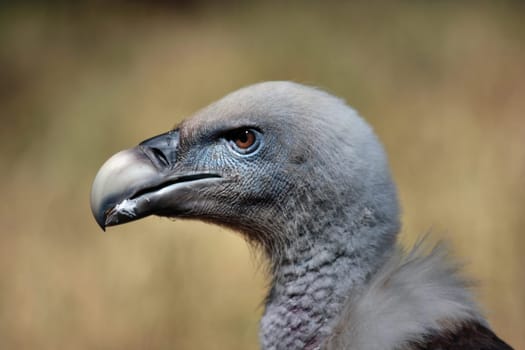Griffon vulture