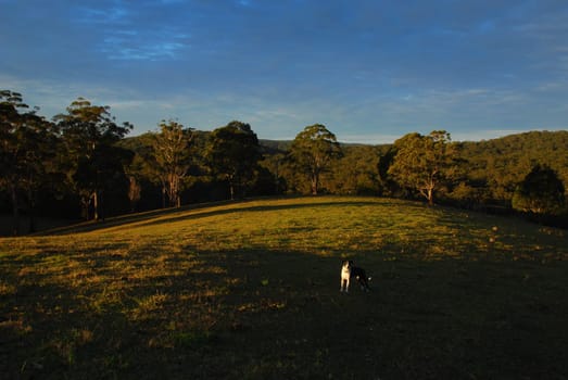 Australian Landscape Me Dog