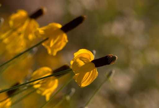 Summer flowers