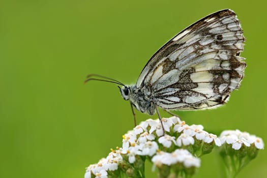 Checkerboard butterfly [Melanargia galathea]