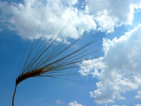 Barley