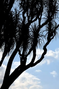 Old Nolina recurvata Hemsl. - silhouette
