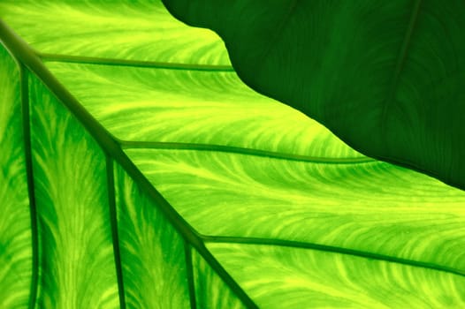 Close up of Colocasia esculenta - Taro